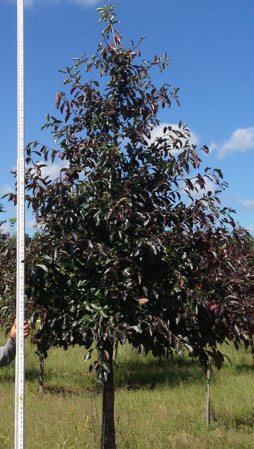 Nyssa sylvatica (Black Gum)