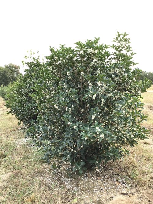  Osmanthus x fortunei (Fortune's Osmanthus)