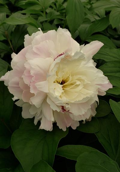 Paeonia lactiflora 'Shirley Temple' - Shirley Temple Peony from Taylor's Nursery