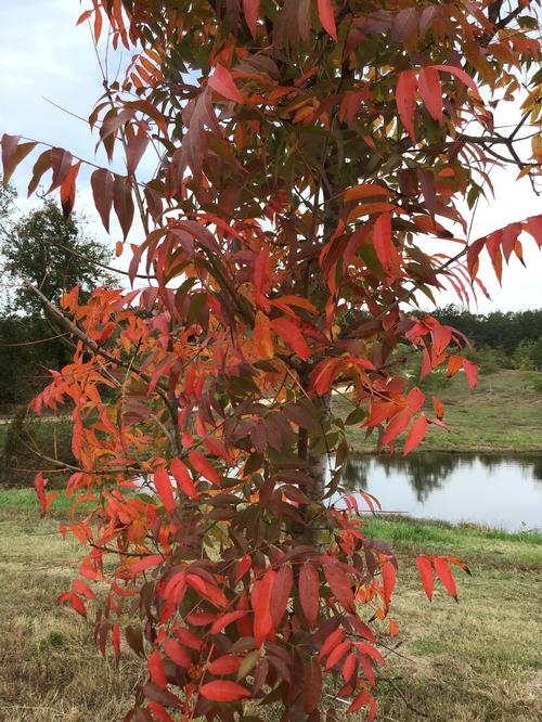 Pistachia chinensis - Chinese Pistacia from Taylor's Nursery