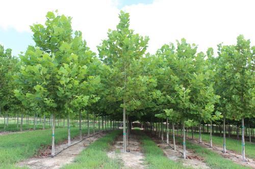 Platanus occidentalis (Sycamore)