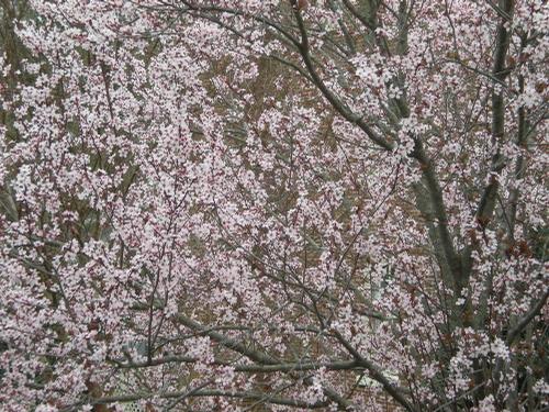 Prunus cerasifera 'Krauter Vesuvius' (Krauter Vesuvius Purple Plum)