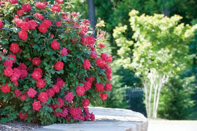 Rosa Double Red Knock Out? (Double Red Knock Out Rose)