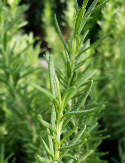 Rosmarinus officinalis 'Arp' (Arp Rosemary)