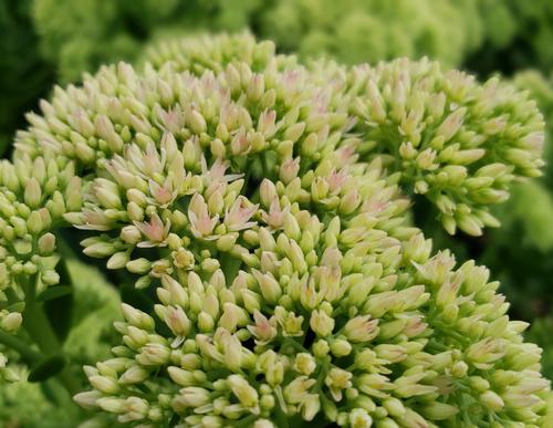 Sedum x 'Autumn Joy' (Autumn Joy Sedum)