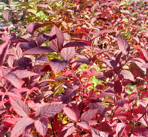 Spiraea x bumalda 'Anthony Waterer' Fall Color