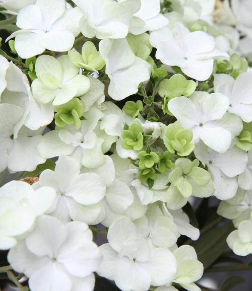 Chinese Snowball Viburnum macrocephalum Sterile from Taylor's Nursery