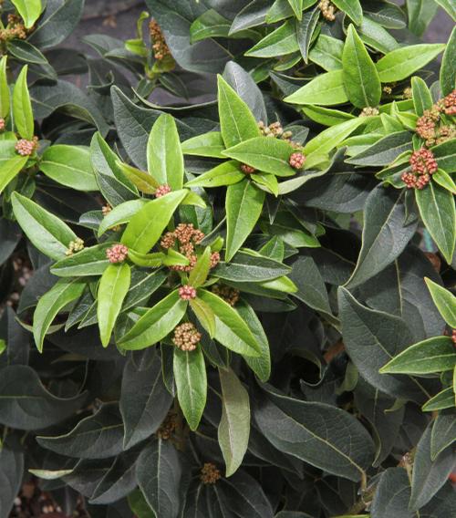 Viburnum tinus 'Spring Bouquet' (Spring Bouquet Viburnum)