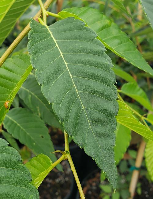 Zelkova serrata 'Village Green' (Village Green Zelkova)