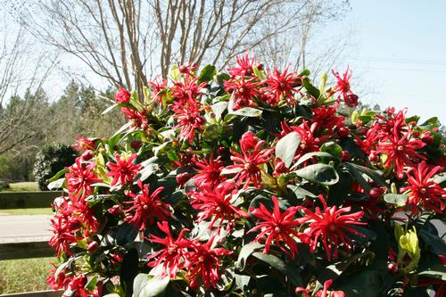 Illicium floridanum 'Miss Scarlet'™ (Miss Scarlet™ Anise)