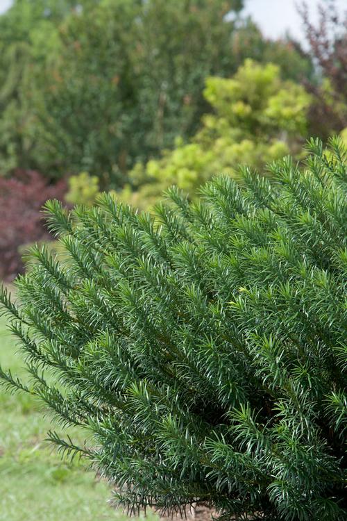 Cephalotaxus harringtonia 'Yewtopia?' (Yewtopia? Plum Yew)