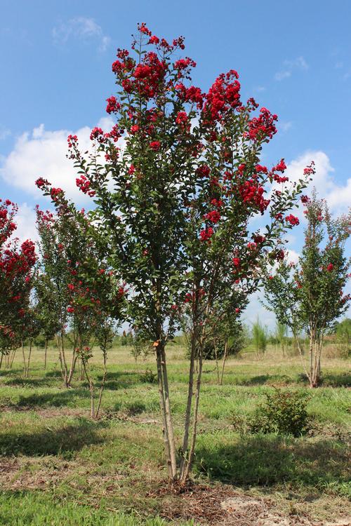 Field grown Lagerstroemia 'Whit IV' Red Rocket