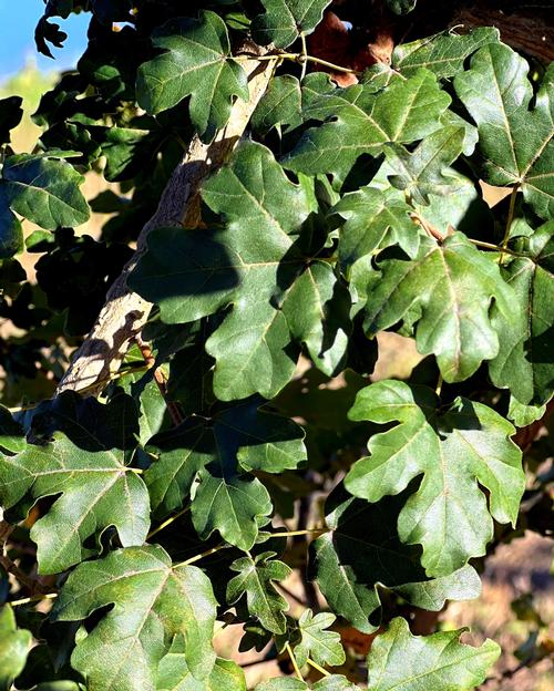 Acer campestre - Hedge Maple from Taylor's Nursery