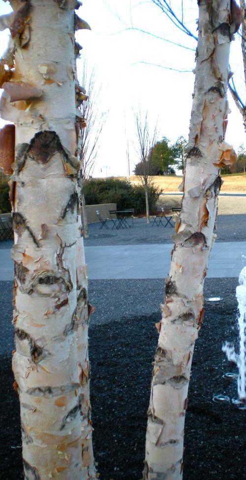 Betula nigra 'Heritage'