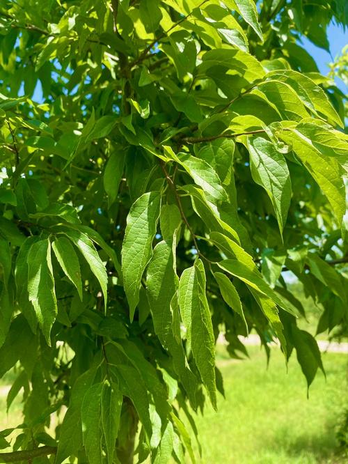 Celtis laevigata - Sugar Hackberry from Taylor's Nursery