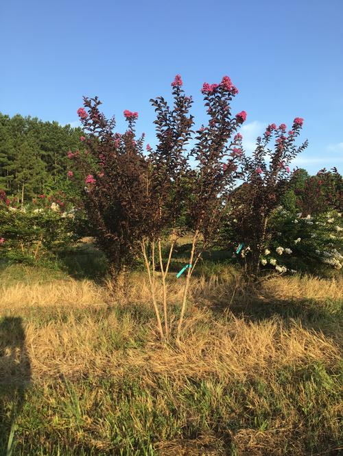 Lagerstroemia Black Diamond™ Black Diamond 'Shell Pink' - Shell Pink Crape Myrtle from Taylor's Nursery