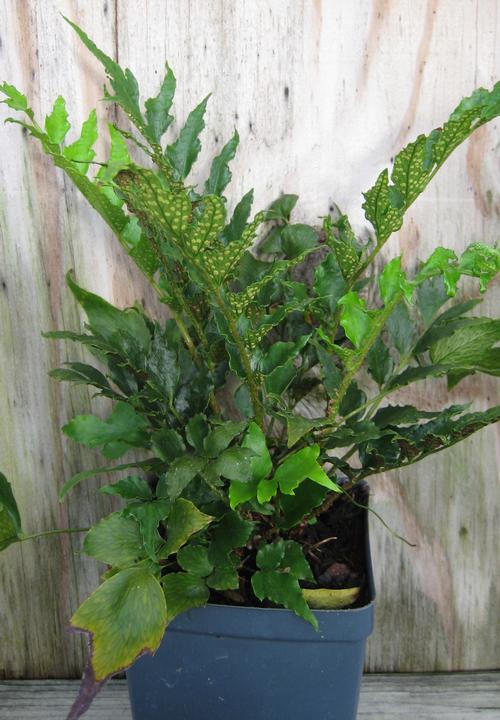 Cyrtomium falcatum (Japanese Holly Fern)