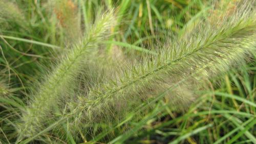 Pennisetum alopecuroides 'Cassian' (Cassian Dwarf Fountain Grass)