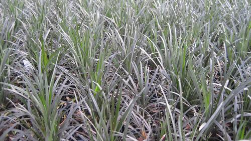 Ophiopogon planiscapus 'Nigrescens' (Black Dwarf Mondo Grass)