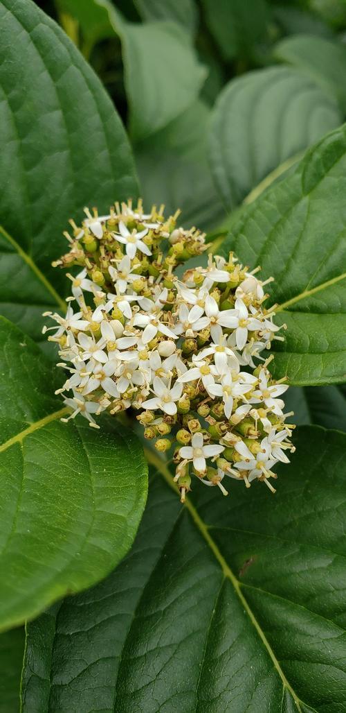 Cornus sericea 'Budd's Yellow' - Budd's Yellow Twig Dogwood from Taylor's Nursery