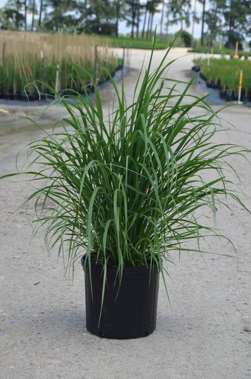 Panicum virgatum 'Northwind' (Northwind Switch Grass)