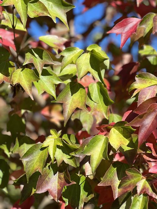 Acer buergerianum 'Aeryn®' - Aeryn® Trident Maple from Taylor's Nursery