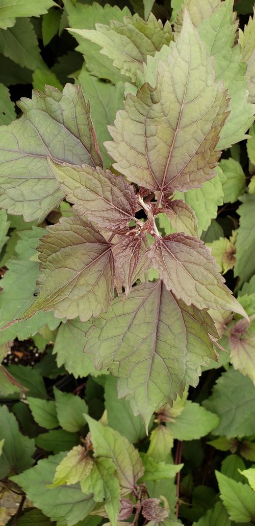 Chocolate JoePye Weed Eupatorium rugosum Chocolate from Taylor's Nursery