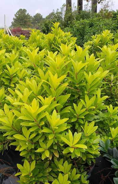 Illicium parviflorum 'Florida Sunshine' - Florida Sunshine Anise from Taylor's Nursery