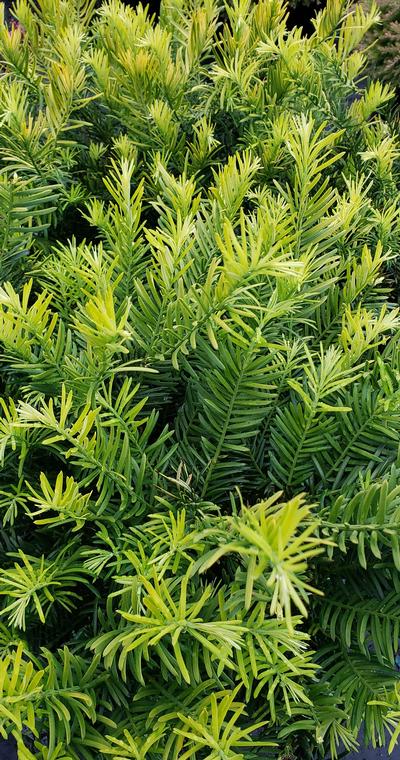 Cephalotaxus harringtonia 'Golden Dragon' - Golden Dragon Plum Yew from Taylor's Nursery