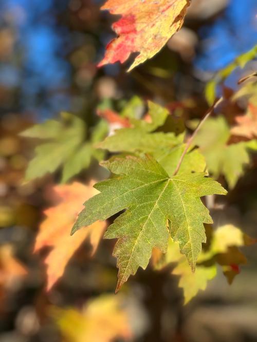 Acer x freemanii - Freeman's Maple from Taylor's Nursery