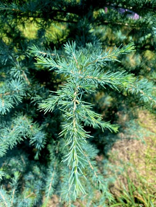 Cedrus deodara 'Patti Faye™' - Patti Faye™ Deodara Cedar from Taylor's Nursery