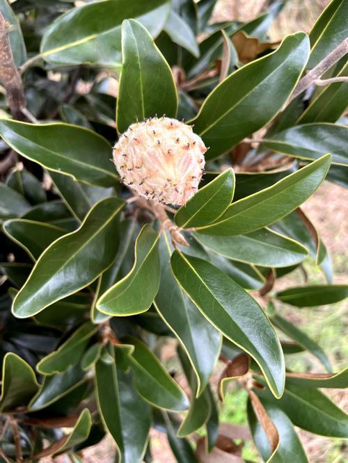 Magnolia grandiflora 'Alta' - Alta Magnolia from Taylor's Nursery