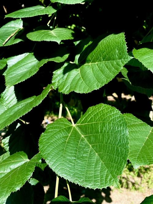 Tilia tomentosa 'Sterling Silver' - Sterling Silver Linden Tree from Taylor's Nursery