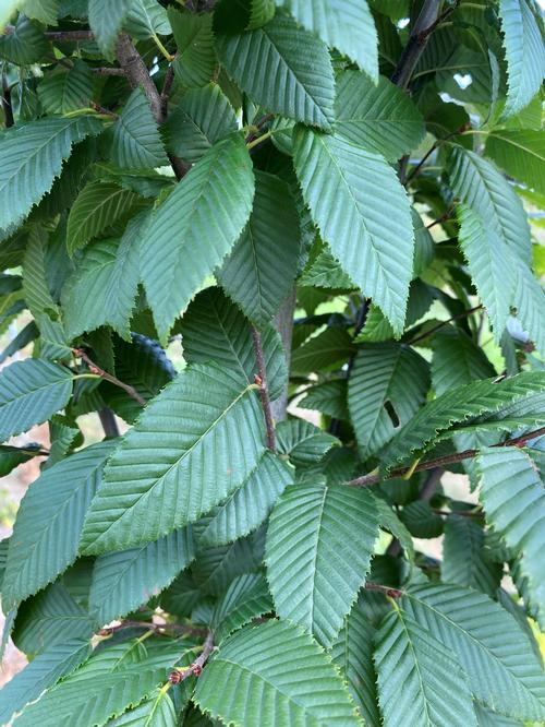 Carpinus betulus 'Lucas' - Lucas European Hornbeam from Taylor's Nursery