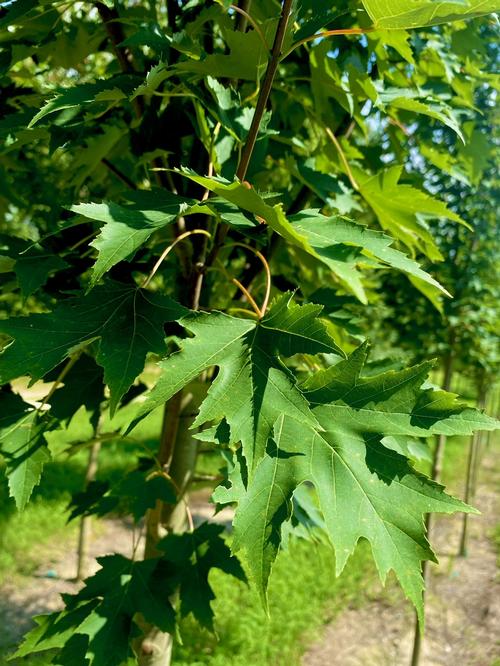 Acer x freemanii 'Armstrong Gold' - Armstrong Gold Freemanii Maple from Taylor's Nursery