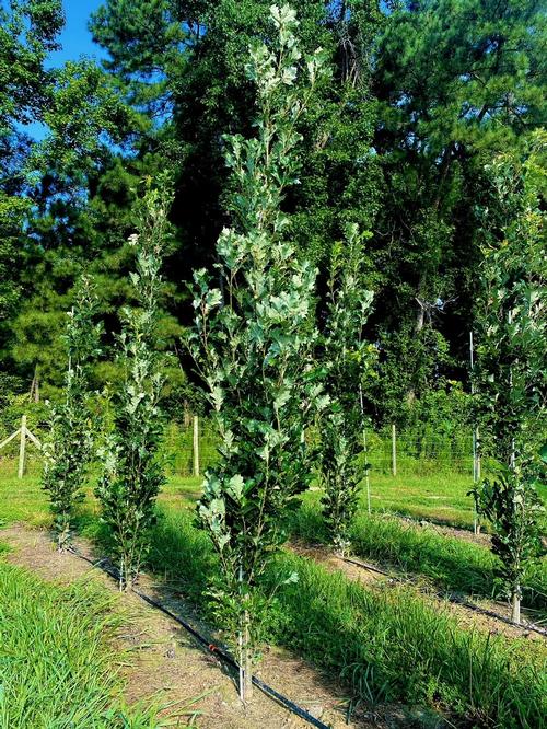 Quercus x 'Kindred Spirit®' - Kindred Spirit® Oak from Taylor's Nursery