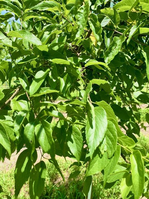 Celtis occidentalis - Hackberry from Taylor's Nursery