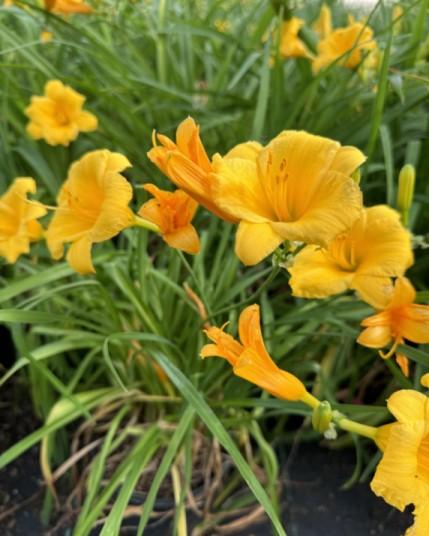 Hemerocallis 'Stella D'Oro' - Stella D'Oro Daylily from Taylor's Nursery