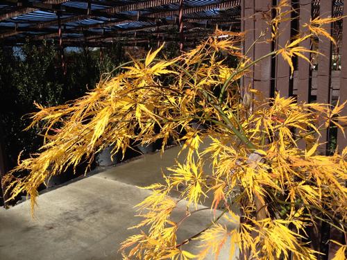 Acer palmatum dissectum 'Viridis' (Green Cutleaf Japanese Maple)