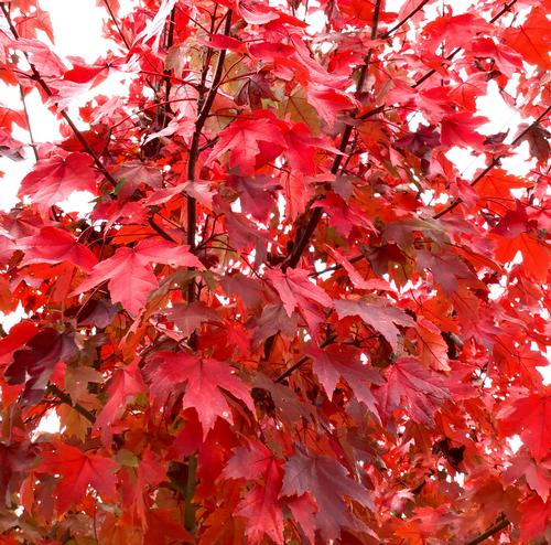 Acer rubrum 'Redpointe' - Redpointe Red Maple from Taylor's Nursery