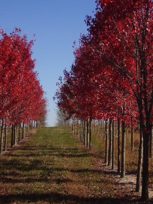 Acer x freemanii 'Autumn Blaze' (Autumn Blaze Maple) 