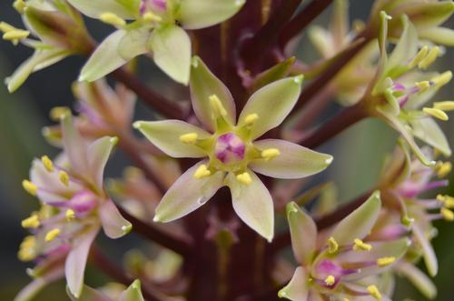 Eucomis comosa 'Sparkling Burgundy' (Sparkling Burgundy Pineapple Lily)