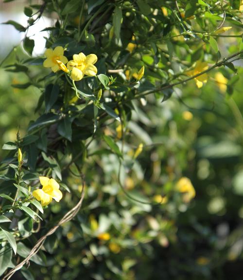 Gelsemium rankinii (Swamp Jasmine)