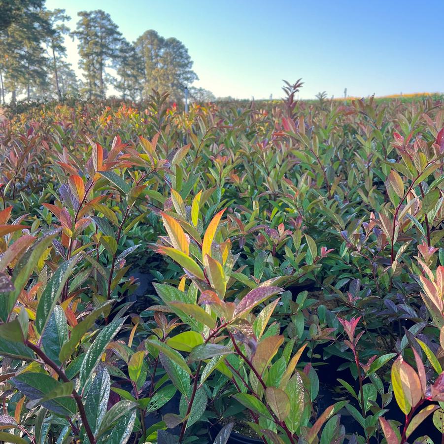 Itea virginica 'Henry's Garnet' - Henry's Garnet Virginia Sweetspire from Taylor's Nursery