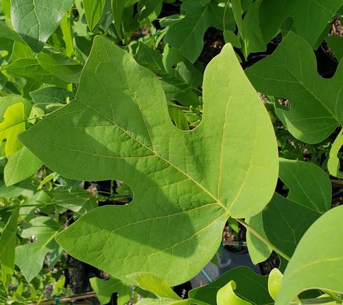 Liriodendron tulipifera (Tulip Poplar)