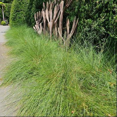 Muhlenbergia capillaris - Pink Muhly Grass from Taylor's Nursery