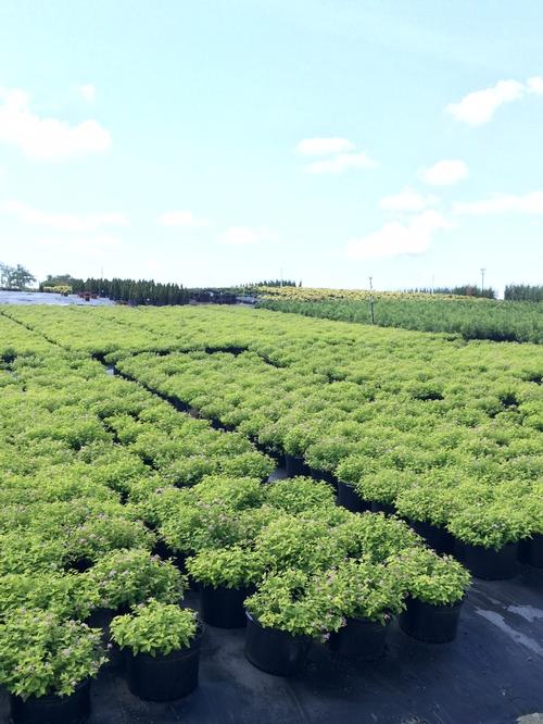 Spiraea japonica 'Goldmound' (Goldmound Spirea)