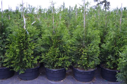 Thuja x 'Green Giant' 20g