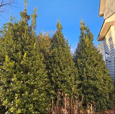 Ilex x ''Acadiana™'' - Acadiana Holly from Taylor's Nursery