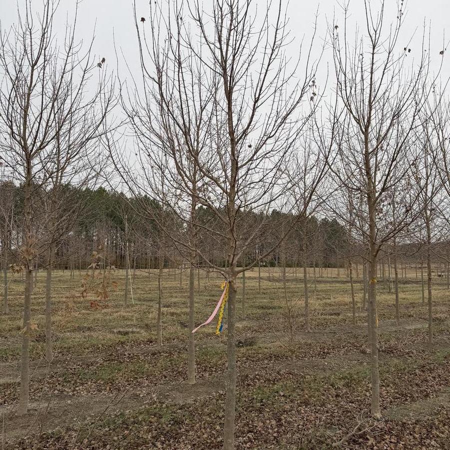 Acer buergerianum 'Aeryn®'